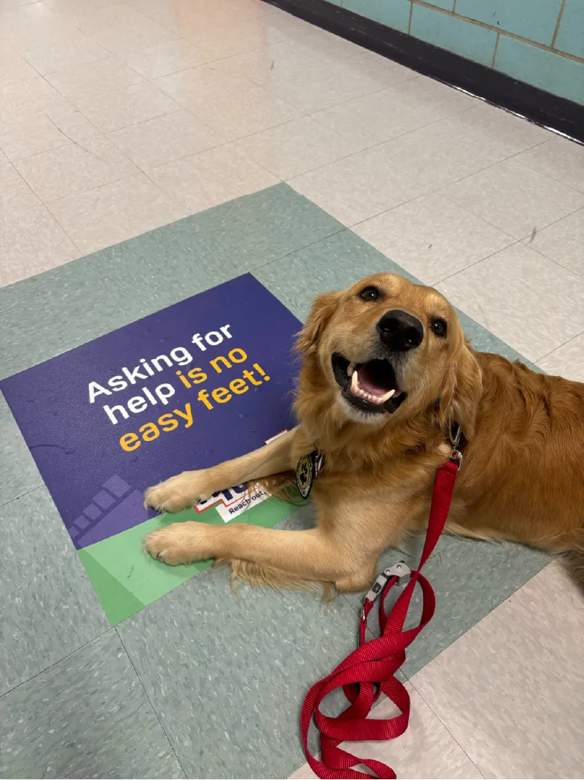 Golden retriever lying on a floor sign that reads, Asking for help is no easy feet! on a tiled floor.